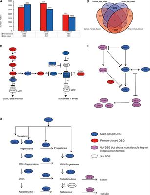 Genome-Wide DNA Methylation and Transcriptome Analyses Reveal Epigenetic and Genetic Mechanisms Underlying Sex Maintenance of Adult Chinese Alligator